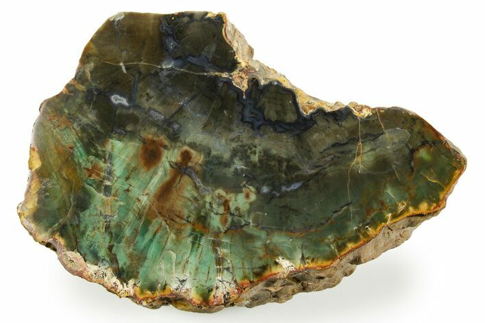 Green Chromium Petrified Wood (Woodworthia) Section - Zimbabwe #379394